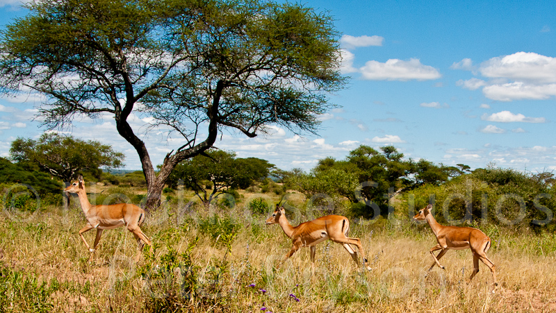 African Antelope  10